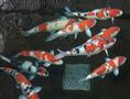 宠物-金鱼鱼苗-日本锦鲤尽在喜明观赏鱼养殖销售有限公司 