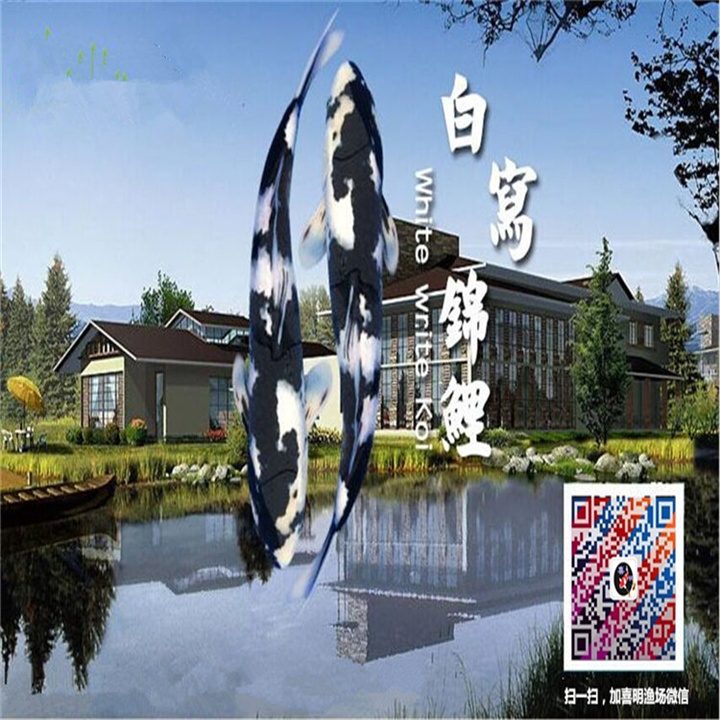 红白、大正、昭和、白写锦鲤鱼