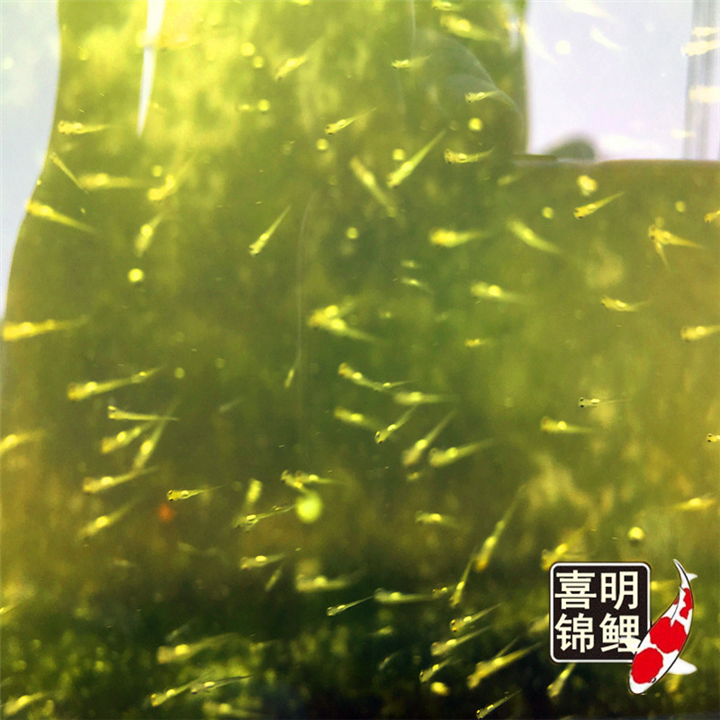 2020年纯种日本锦鲤水花苗种预定中 