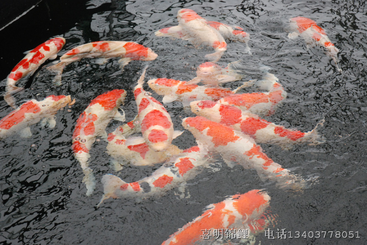低价批发中档锦鲤-锦鲤鱼批发价格 