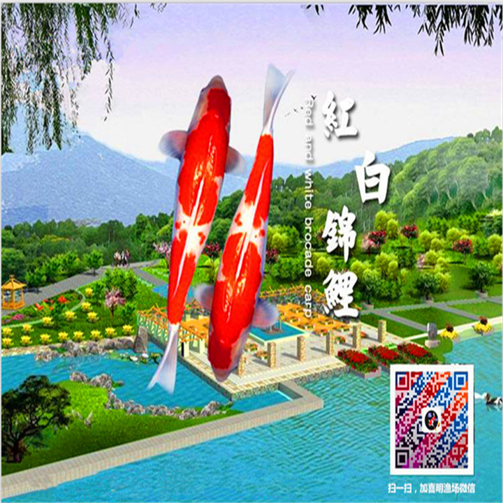 红白锦鲤/河南喜明红白锦鲤批发养殖