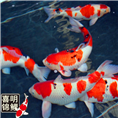锦鲤养殖批发,金鱼养殖批发 