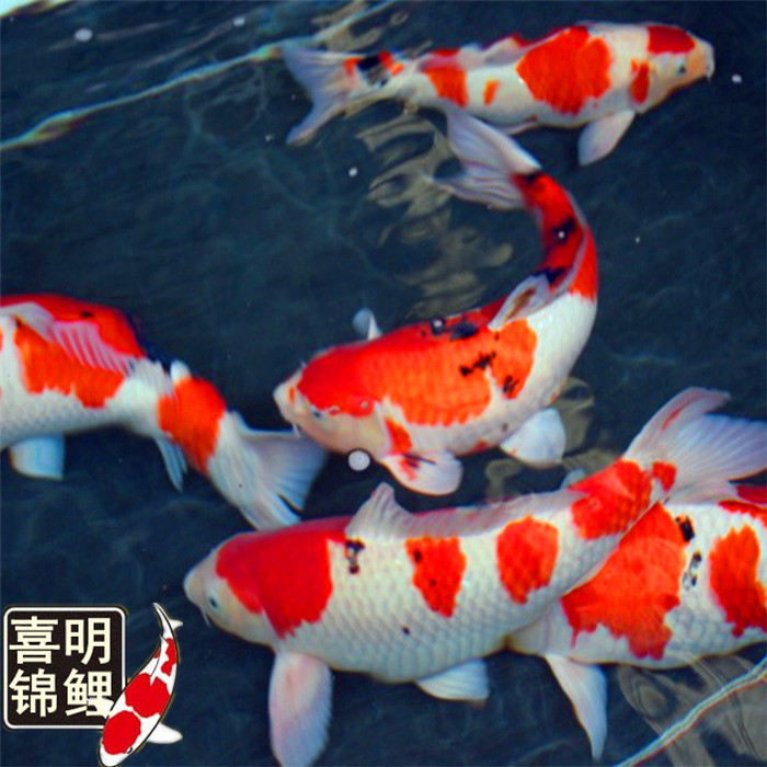 锦鲤养殖批发,金鱼养殖批发 