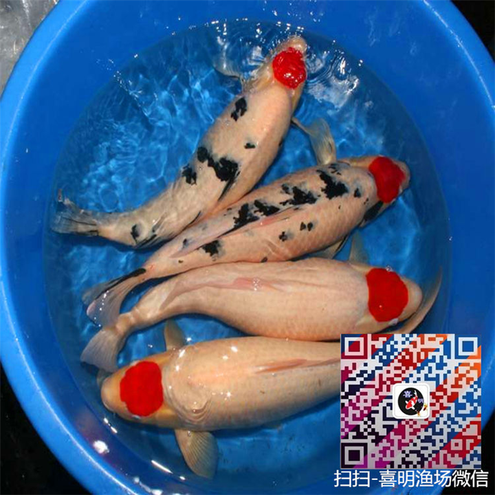 丹顶锦鲤/锦鲤品种