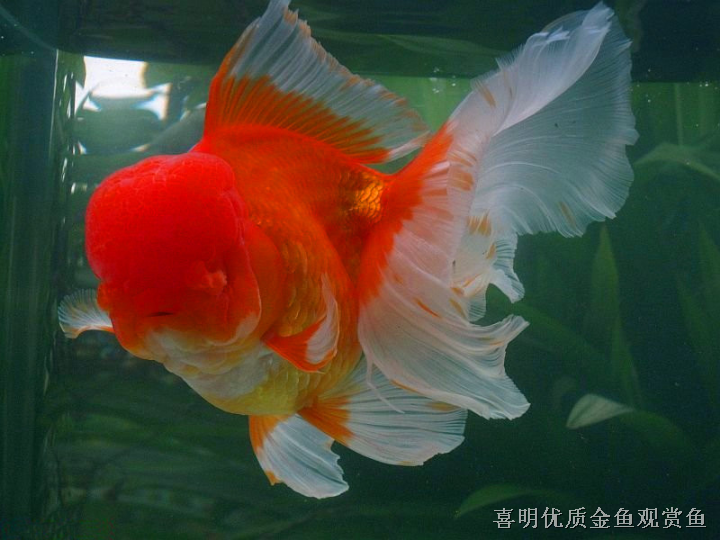 金鱼观赏鱼 