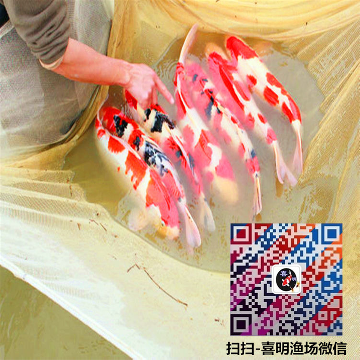 红白锦鲤价格/优质红白锦鲤批发采购