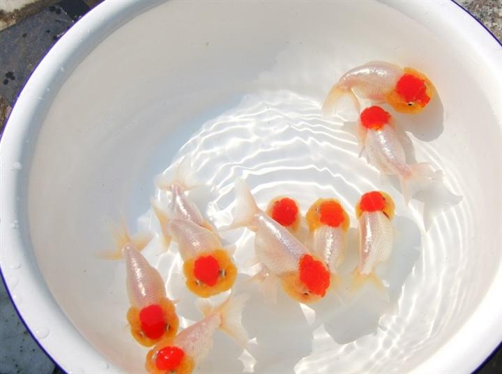 宠物-锦鲤鱼苗-锦鲤鱼苗养殖商-锦鲤鱼苗批发商 
