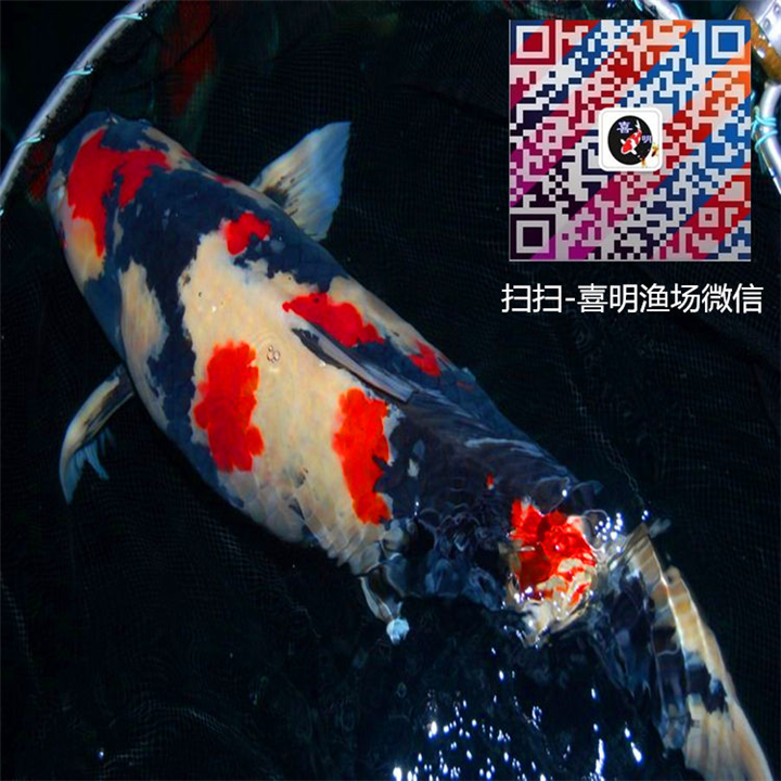 德国昭和锦鲤/昭和三色
