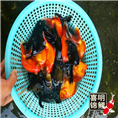 山西金鱼 山西专业锦鲤养殖场 