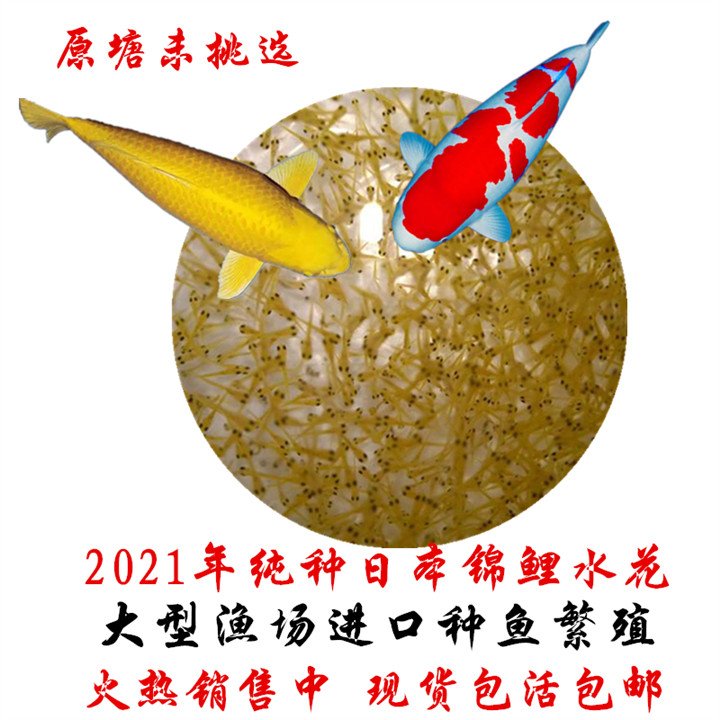 2022年高品质锦鲤水花鱼苗订购中