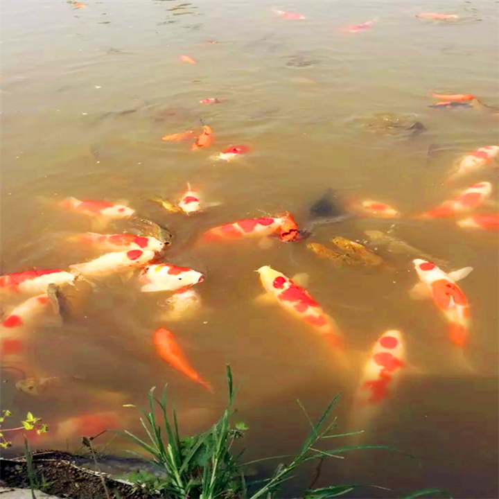【买河南锦鲤水花鱼苗】渔场直售、保质保量 