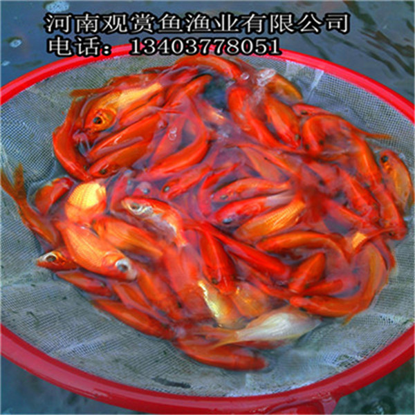 小红草鱼苗、草金鱼鱼苗 