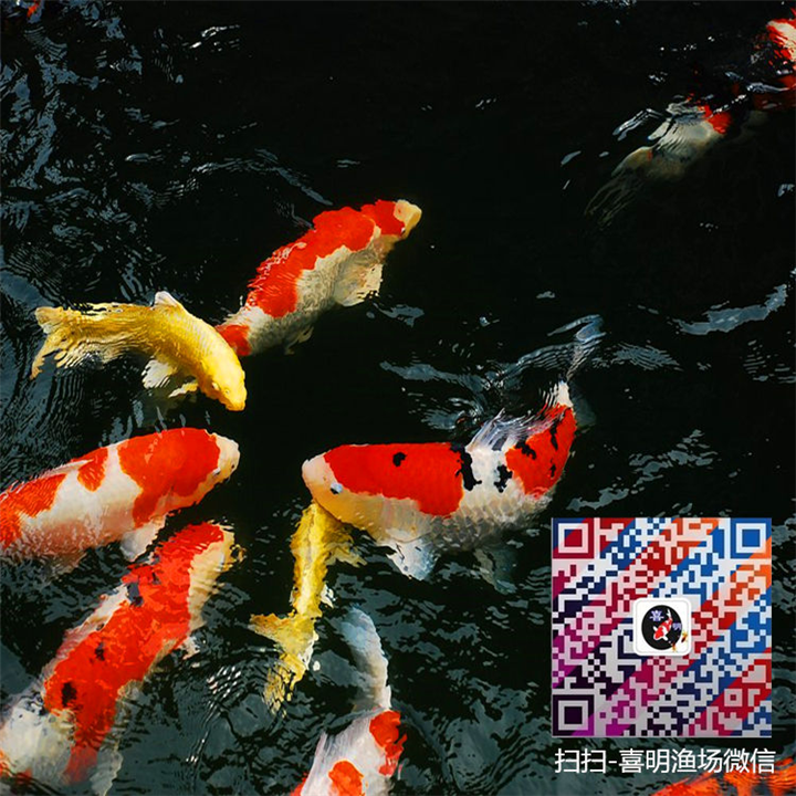 河南锦鲤大量批发