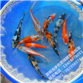 锦鲤鱼苗苗种批发 