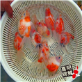 上海金鱼 上海观赏金鱼批发 
