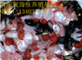 河南金鱼批发-金鱼养殖场-金鱼养殖基地 