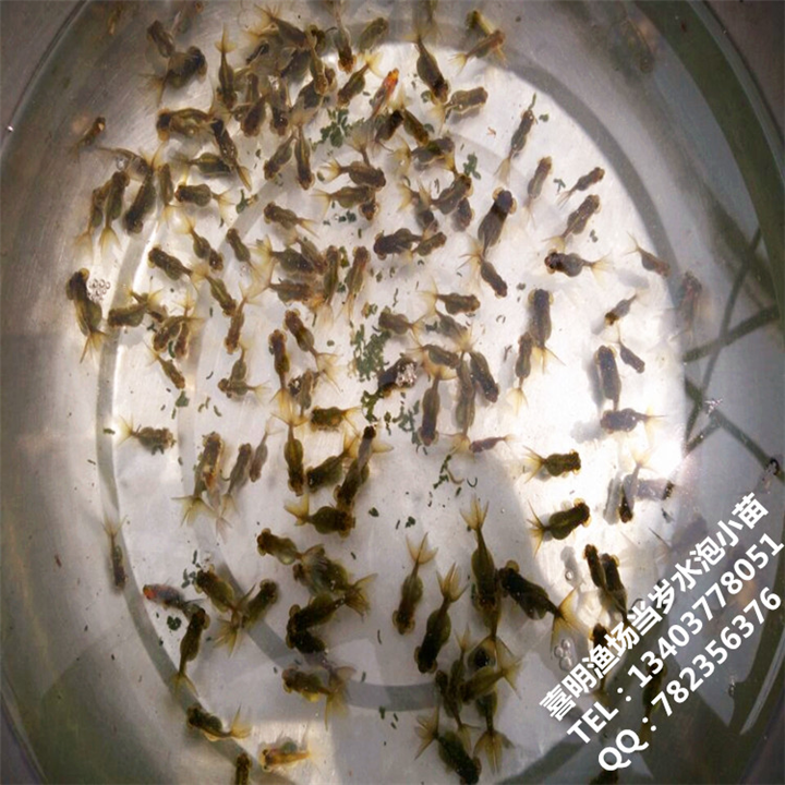 **水泡金鱼苗/水泡金鱼小苗批发 