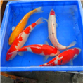 丹顶锦鲤_丹顶锦鲤价格_丹顶锦鲤批发销售 