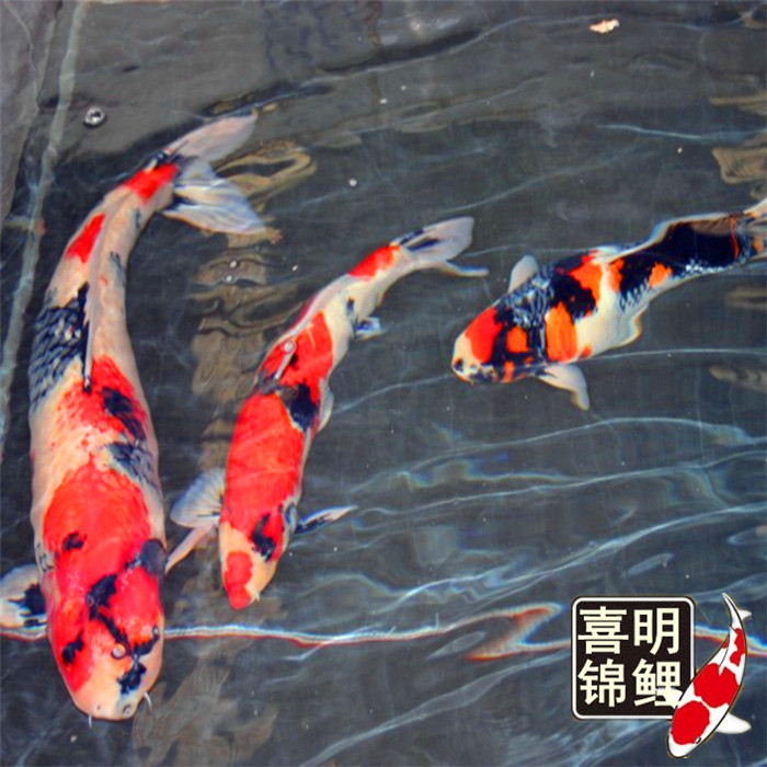 锦鲤_日本锦鲤批发求购 