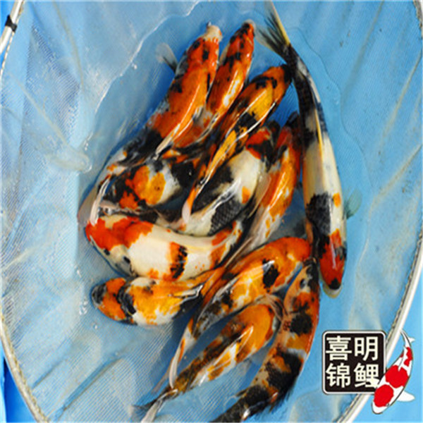 高档纯种昭和三色锦鲤 