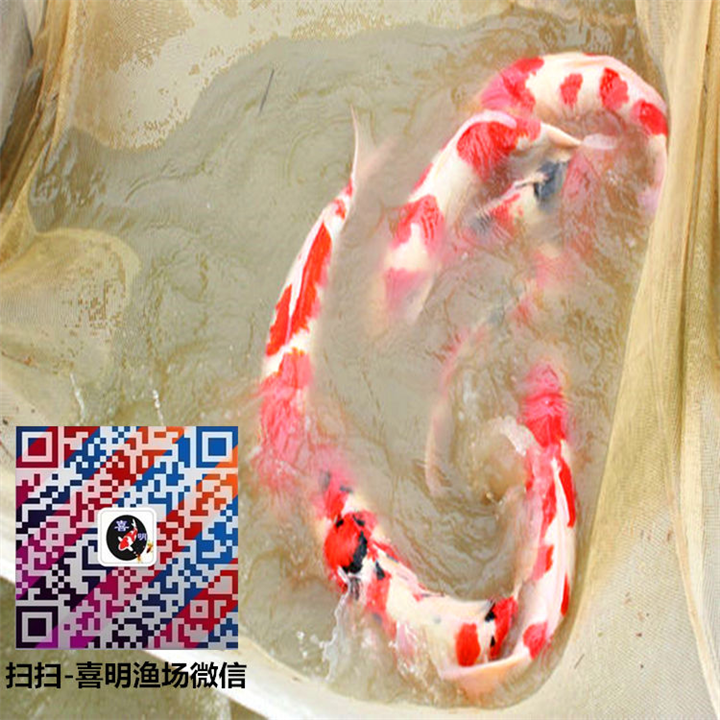 红白锦鲤价格/三段红白锦鲤