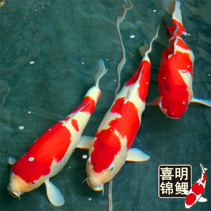 锦鲤鱼种 日本锦鲤鱼种 