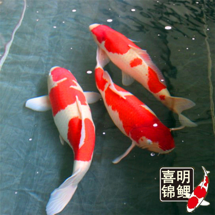 锦鲤亲鱼 观赏鱼亲鱼批发 