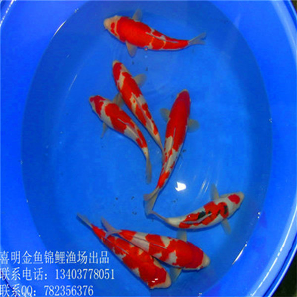 北京锦鲤/北京锦鲤批发市场 