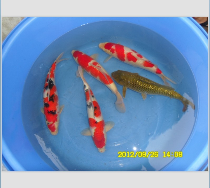 红白锦鲤-三色锦鲤鱼-黄金锦鲤鱼 