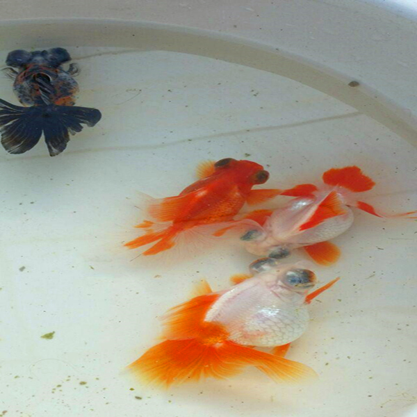 海南金鱼 海南海口金鱼批发养殖 