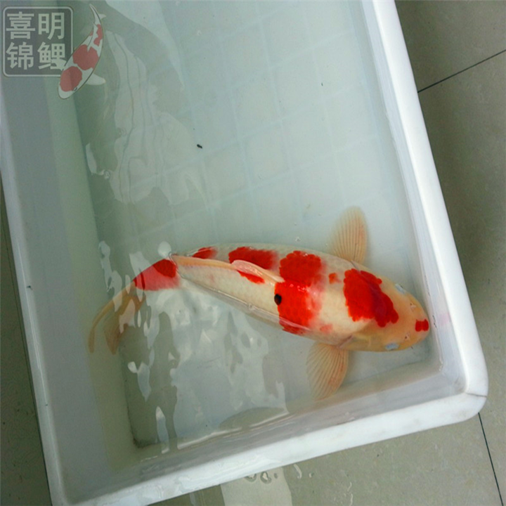 大规格45公分纯种红白锦鲤批发 