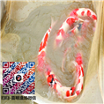 红白锦鲤价格/三段红白锦鲤