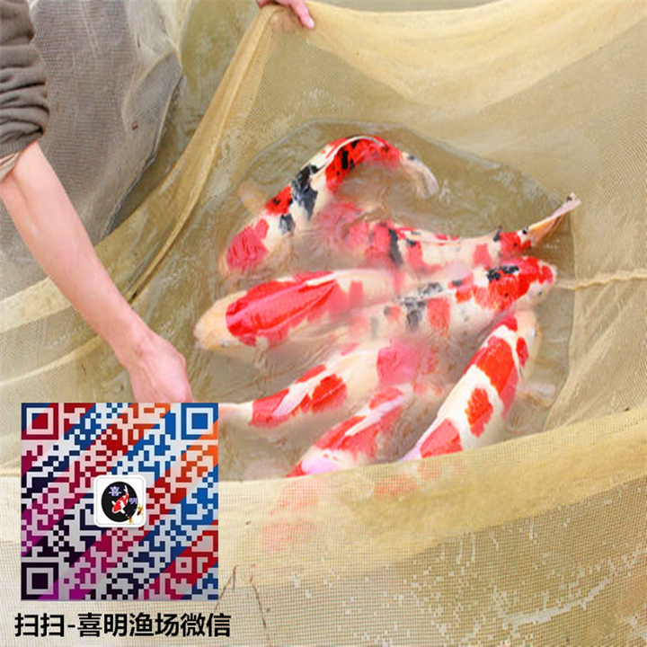 红白锦鲤/**红白三色锦鲤