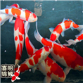 高档锦鲤 纯种高档锦鲤批发 