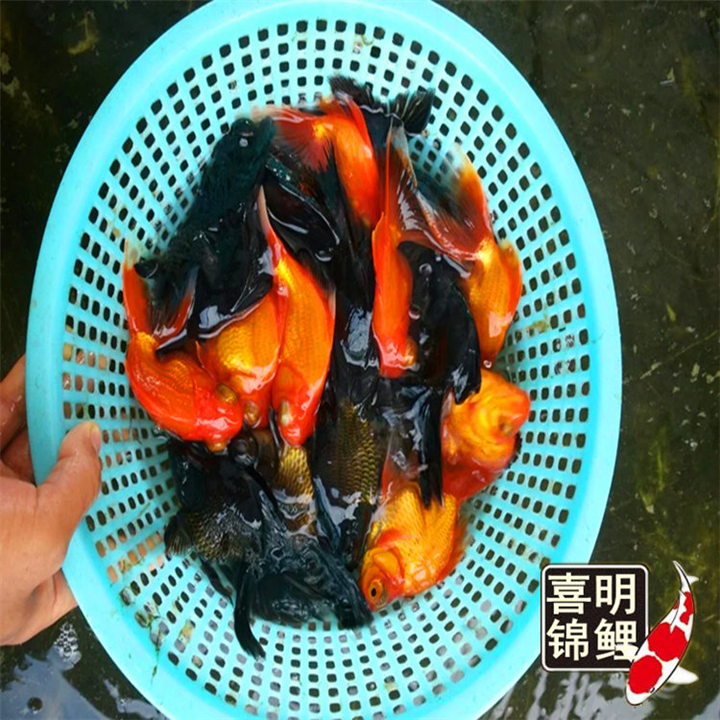 山西金鱼 山西专业锦鲤养殖场 