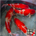 观赏鱼金鱼锦鲤草金繁育养殖 