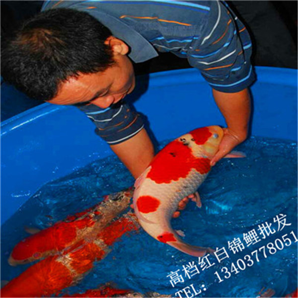 批发锦鲤观赏鱼 价格优惠 