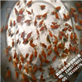 珍珠锦鲤鱼苗/商品珍珠金鱼小苗 
