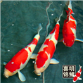 锦鲤鱼种 日本锦鲤鱼种 