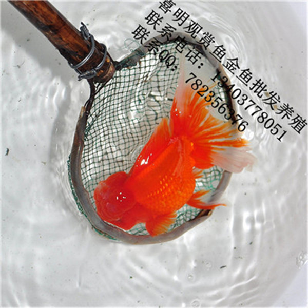 贵州金鱼批发 贵州金鱼养殖场 
