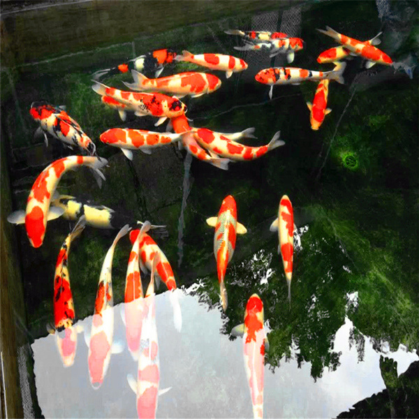 锦鲤低价批发 