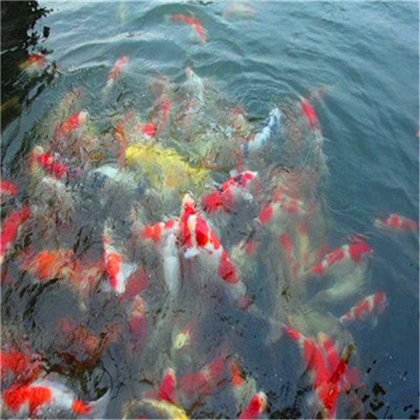 锦鲤100元/尾大量批发 