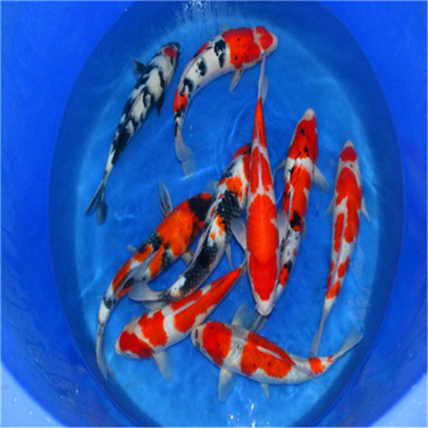 重庆锦鲤/重庆锦鲤批发价格 