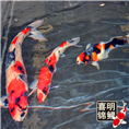 锦鲤_日本锦鲤批发求购 