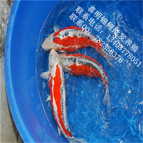 高档纯种秋翠锦鲤批发 