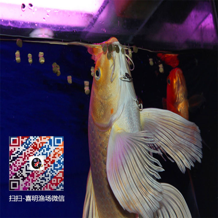 龙凤锦鲤价格_龙凤锦鲤批发_龙凤锦鲤销售