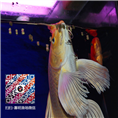 龙凤锦鲤价格_龙凤锦鲤批发_龙凤锦鲤销售