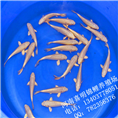 白金锦鲤鱼苗 
