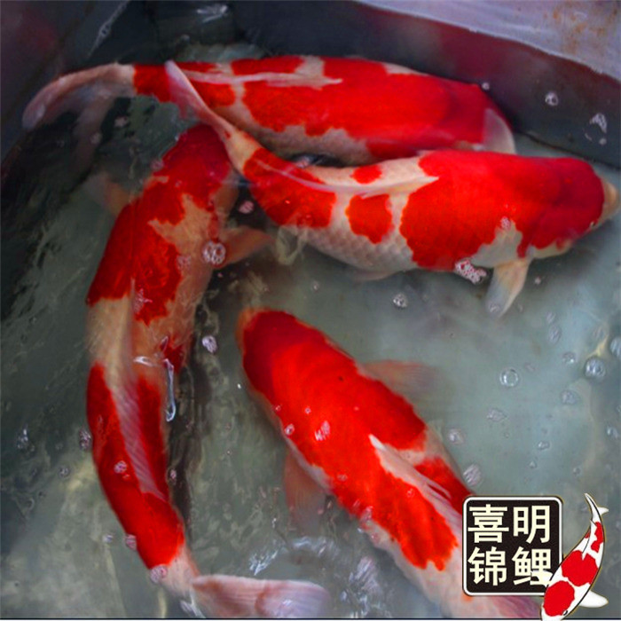 观赏鱼金鱼锦鲤草金繁育养殖 