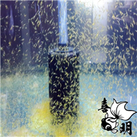 2020年兰寿金鱼水花苗种预